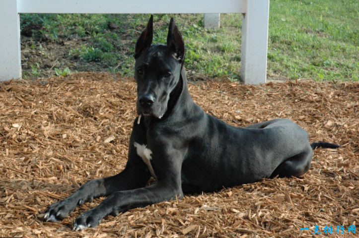 世界十大禁养猛犬之一：大丹犬